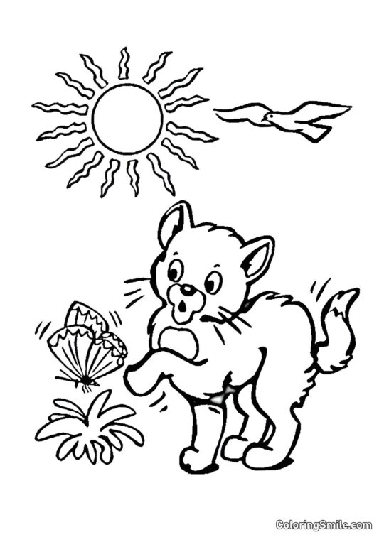 Kot i Motyl - Kolorowanka