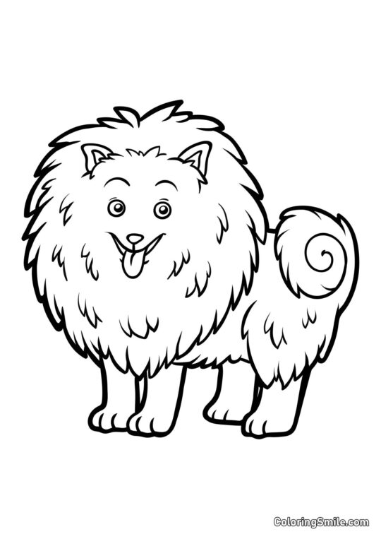 Pomeranian - Kolorowanka